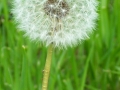Dandelion2