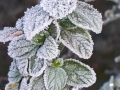 Winter - Foilage2